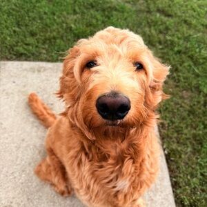 Meet your Posher, Elijah